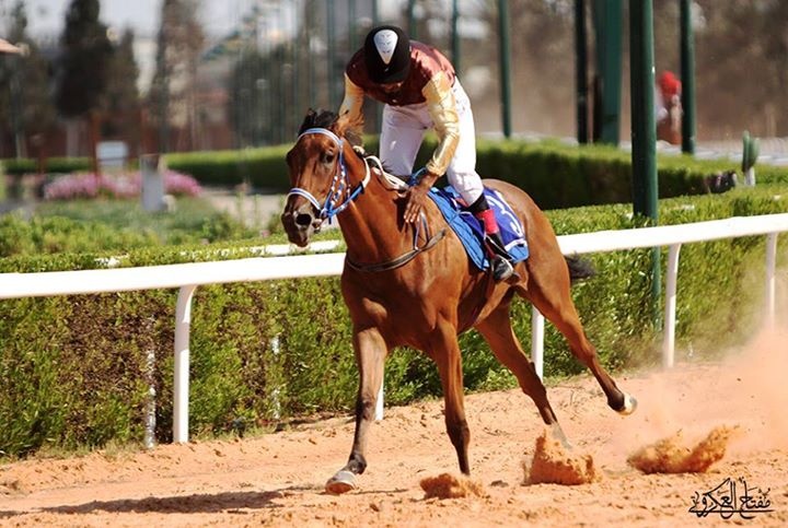 Preliminary horse races are being held at Abu Sittah Square in Tripoli for the season 2015-2016. Photo Courtesy Moftah al akroty