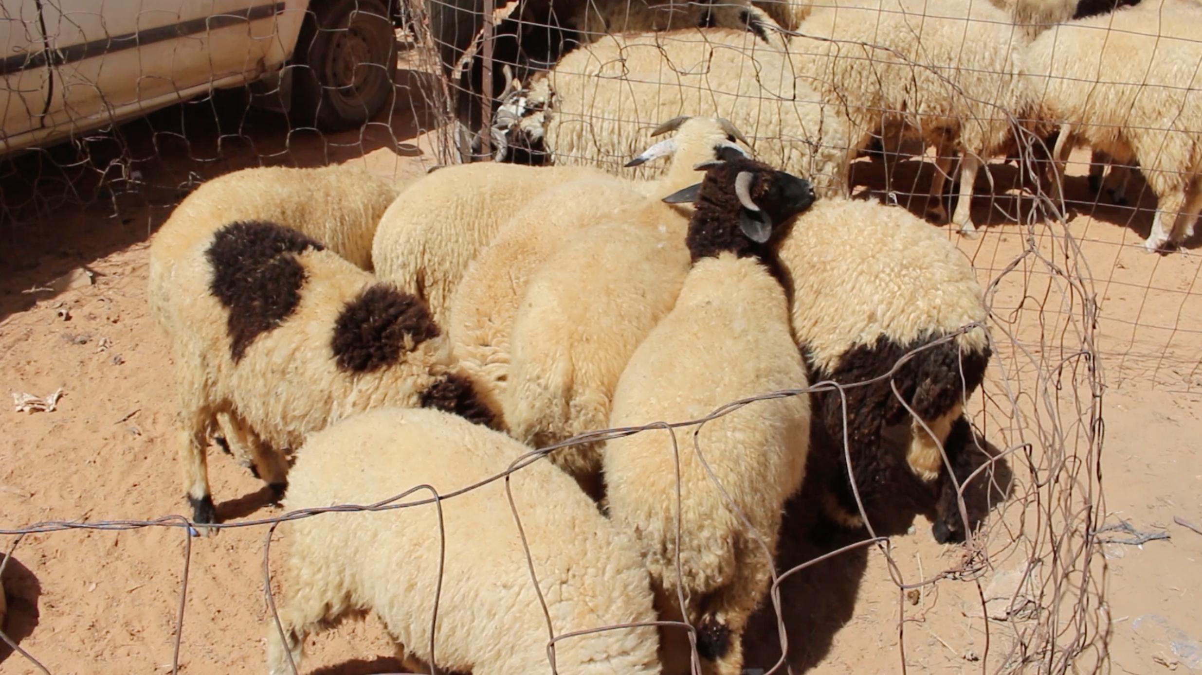 World Organization for Animal Health alerts Libyan farmers of RVF | The  Libya Observer