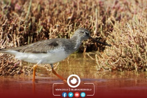 Rare bird spotted in Libya for third time