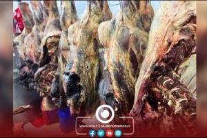 Dead and infected livestock sold as edible products in Tobruk