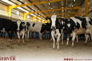 Outbreak of nodular dermatitis threatens livestock in Al Bayda