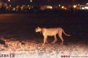 Large tiger still on the loose in Msallata, public urged to stay vigilant