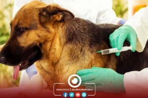 NCDC confirm no human rabies cases amid livestock outbreaks