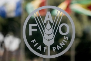 FAO: Libyan agricultural production is constrained, Ukraine's imports could fall short