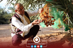 Libya's date production stands at 180,000, figure set to rise by end of season