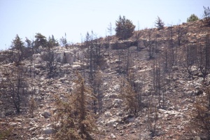 Fire rips through Green Mountain forest