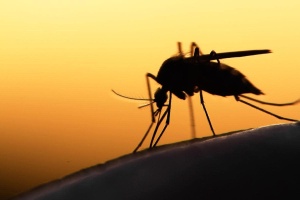 Mosquitoes invade Abu Salim district of Tripoli 