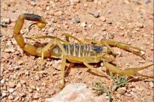 A girl dies of scorpion sting in southern Libya, raising alarm of health service conditions there
