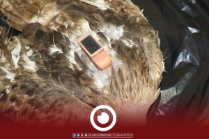 Tracking device found strapped to dead bird of prey south of Libya
