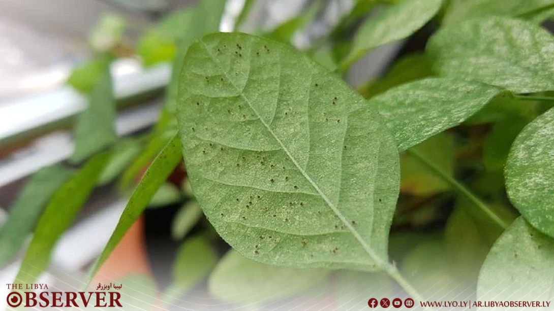 red spider mites