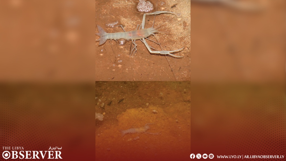 Blind cave shrimp