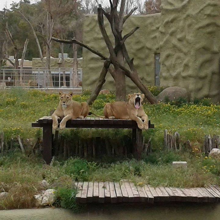 Inside Tripoli Zoo. Sunday, April 05, 2015. Photos: Social Media