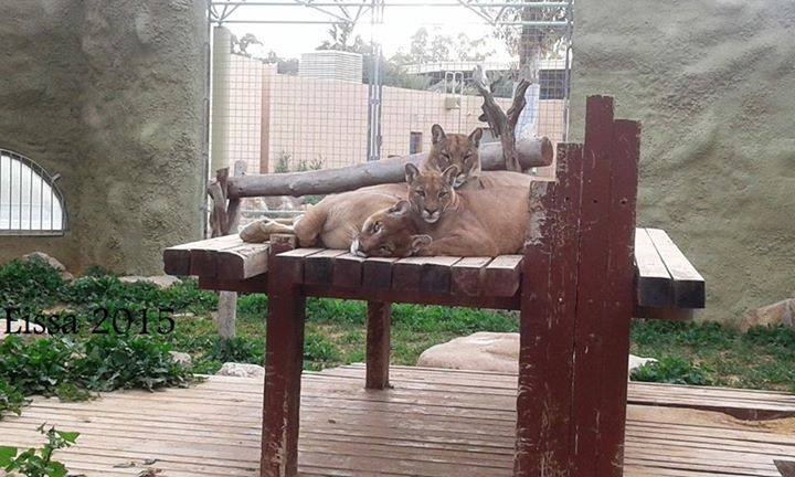 Inside Tripoli Zoo. Sunday, April 05, 2015. Photos: Social Media